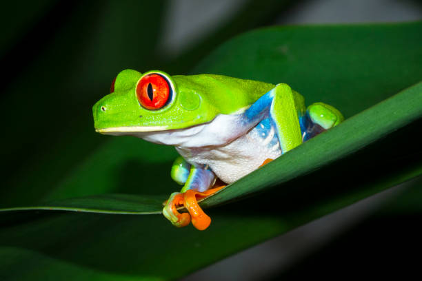 Red-eyed Treefrog in Costa Rica Red-eyed treefrog (Agalychnis callidryas) on a leaf at night in Tortuguero National Park, Costa Rica. red amphibian frog animals in the wild stock pictures, royalty-free photos & images