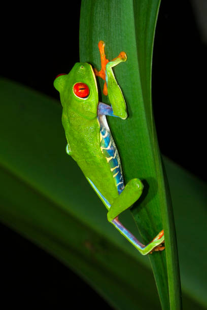 istock Red-eyed Treefrog in Costa Rica 936748866