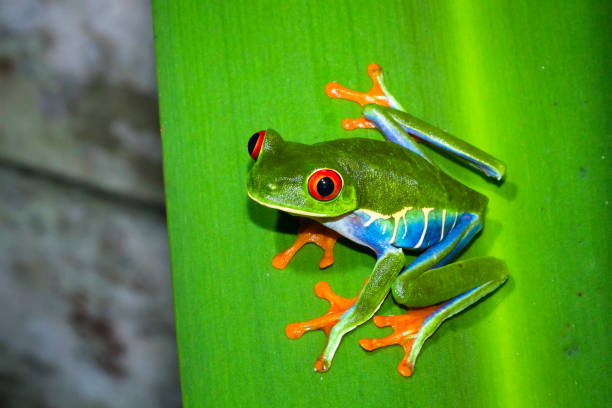 Red-eyed Treefrog in Costa Rica Red-eyed treefrog (Agalychnis callidryas) on a leaf at night in Tortuguero National Park, Costa Rica. red amphibian frog animals in the wild stock pictures, royalty-free photos & images