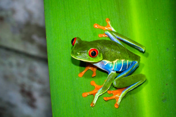 red-eyed treefrog in costa rica - central america flash imagens e fotografias de stock