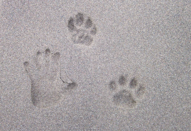 huellas de jaguar junto a huellas humanas en costa rica - sand footprint track following fotografías e imágenes de stock