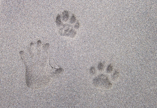 Footprints of the bare feet of a solo morning stroller leading the eye towards the majestic Table Mountain, Cape Town, South Africa.