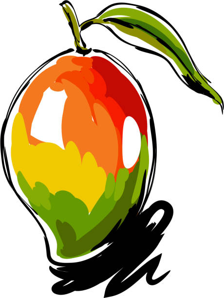 Mango Drawing drawing of Mango, Elements are grouped.contains eps10 and high resolution jpeg. mango fruit drawing stock illustrations