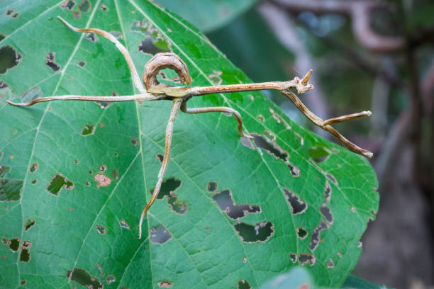 istock Disguised Praying Mantis in Costa Rica 936749218