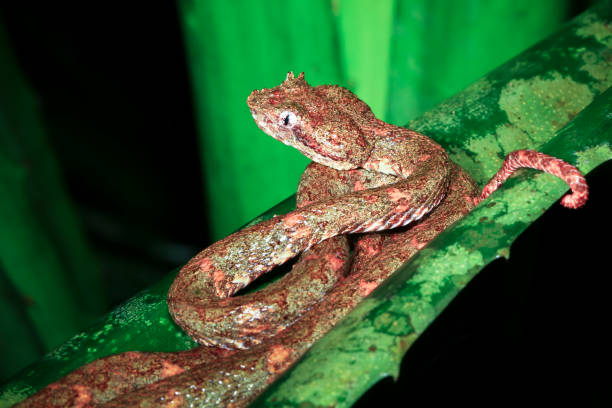 istock Eyelash Viper in Costa Rica 936749348