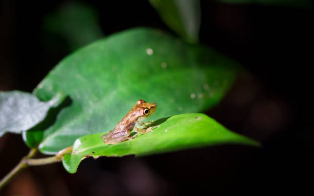 istock Baby Olive-snouted Treefrog in Costa Rica 936749362
