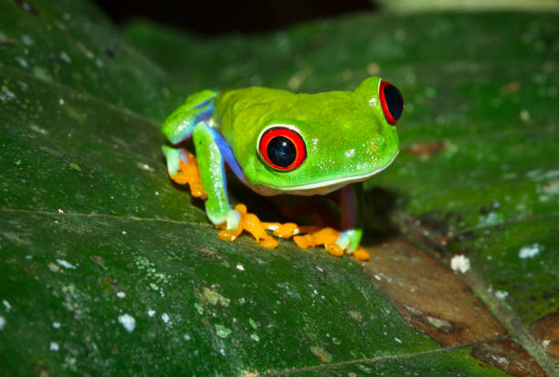 red-eyed treefrog in costa rica - central america flash imagens e fotografias de stock