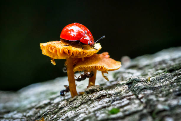 A ladybug sits on top of a mushroom in the dark jungle. Tortuguero National Park, Costa Rica.
