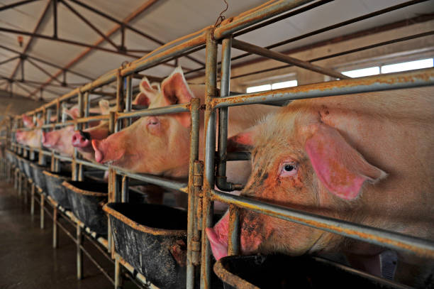 istock The farm pigs 936750202