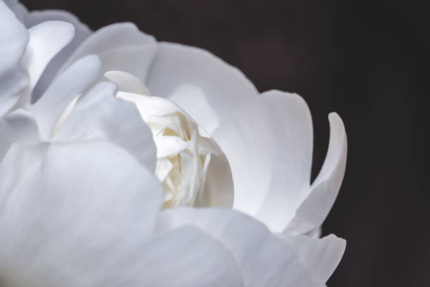 istock White peony flower on dark background. 936750706