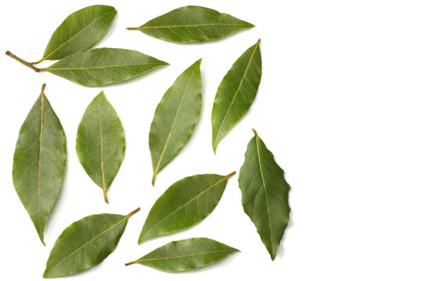 istock Laurel leaves isolated on a white background top view 936752620