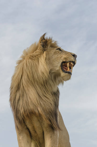 istock Lion's profile portrait view from left 936753182