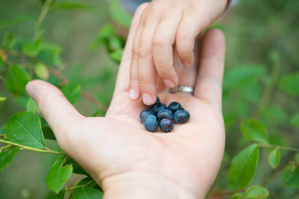 istock Parent and child hands handing blueberries 936757400