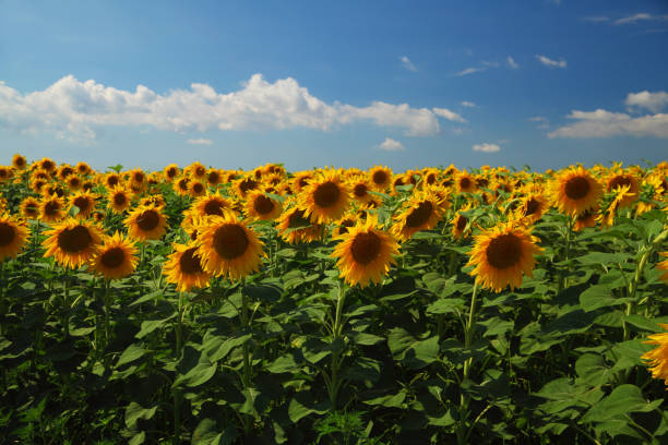 istock Sunflower field against blue sky 936760754