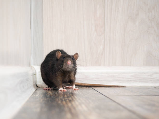 istock Rat in the house on the floor 936761120