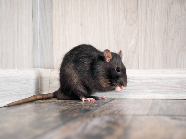 istock Rat in the house on the floor 936761128