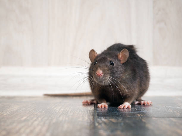 床の上の家の中のネズミ - rodent ストックフォトと画像