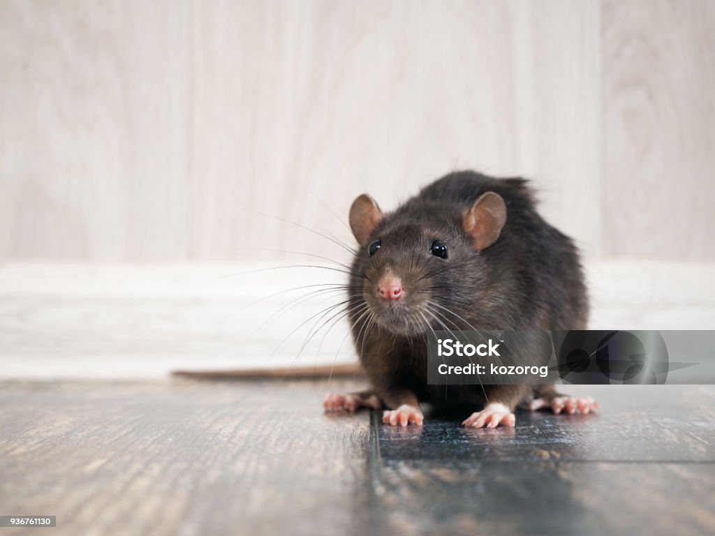 Rat in the house on the floor Rat Stock Photo