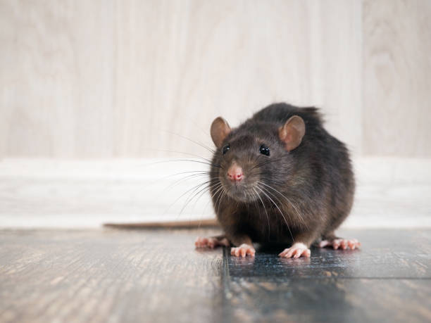 Rat in the house on the floor Rat in the house on the floor rat stock pictures, royalty-free photos & images