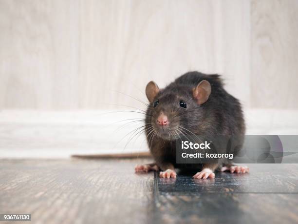 Rat In The House On The Floor Stock Photo - Download Image Now - Rat, Rodent, House