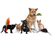 istock Group of Pets. Isolated on white background 936761594