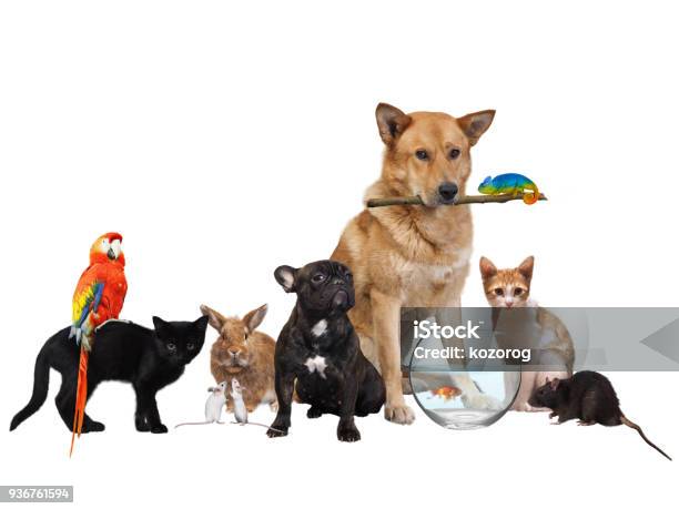 Group Of Pets Isolated On White Background Stock Photo - Download Image Now  - Pets, Animal, Group Of Animals - iStock
