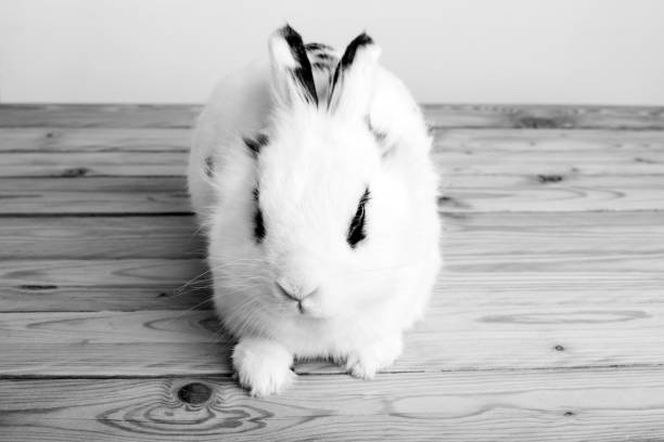istock White rabbit on the wooden background 936761900