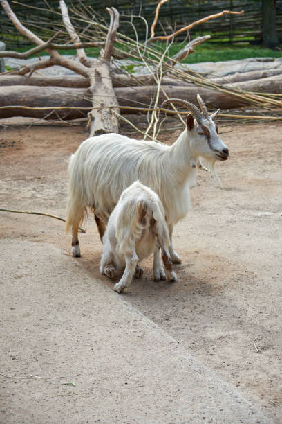 istock Baby goat lactates from its mother breast 936765902