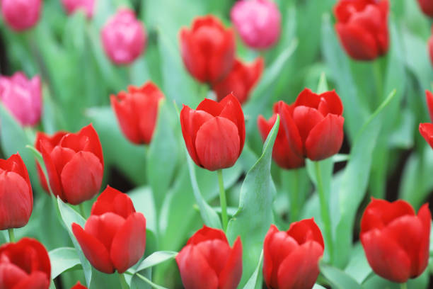 istock the Different flowers and blooming tulips at hk 936766098