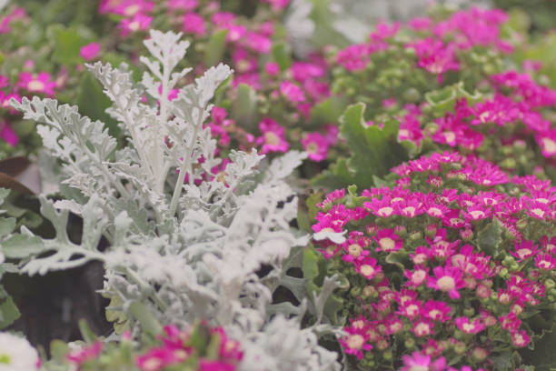 a Blossoming flowerbeds in the park spring time
