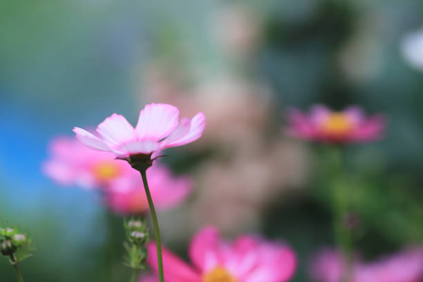 istock Beautiful Pink cosmos flower blooming in spring day 936768432