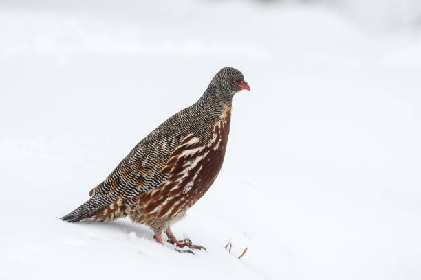 istock Bird in Kedarnath Wildlife Sanctuary, Uttarakhand, India 936768478