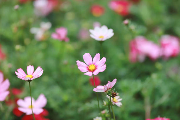 istock a Cosmos bipinnatus cloroful flowers garden in spring 936768622