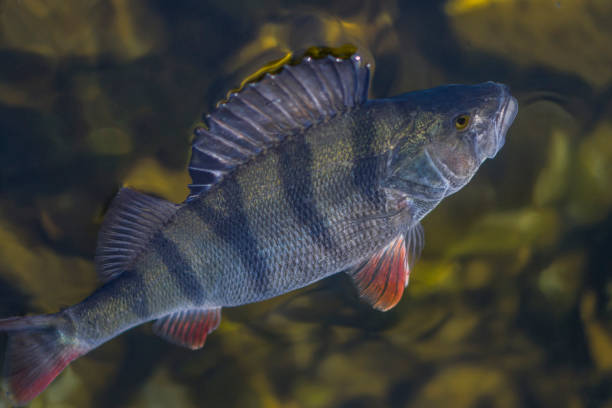 istock Caught perch fish trophy in water. Fishing background 936769420