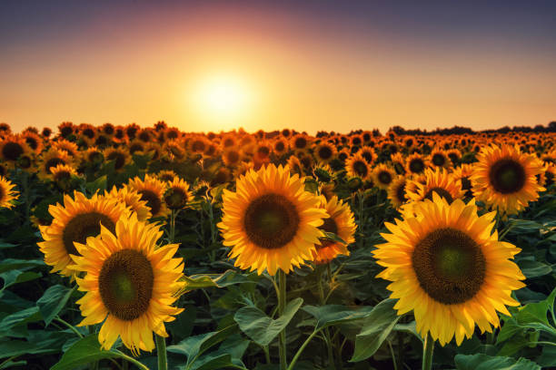 istock Sunflower field at the sunset. Vibrant summer landscape 936770866
