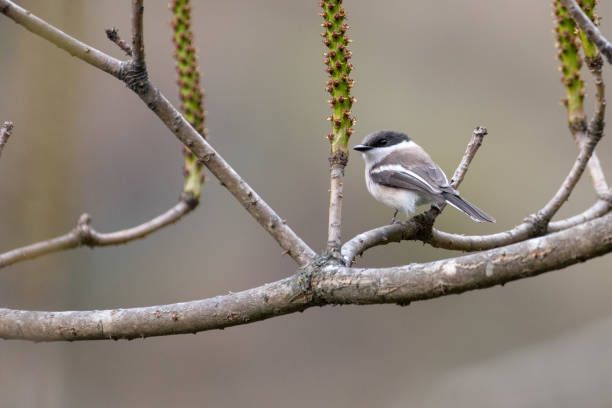 istock Bird in Kedarnath Wildlife Sanctuary, Uttarakhand, India 936770926