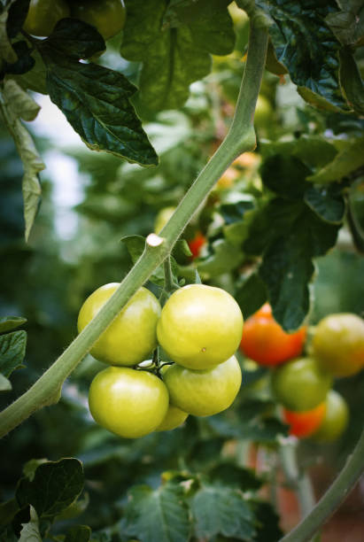 istock Sicily: Green and Red Tomatoes Hang on Vine (Close-Up) 936773390