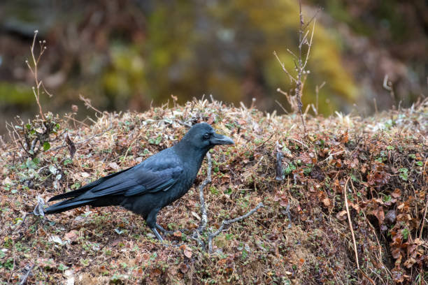 istock Bird in Kedarnath Wildlife Sanctuary, Uttarakhand, India 936773408