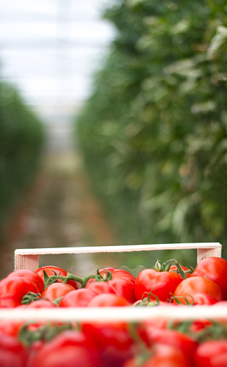 Sicily: Crop of Vine-Ripened Greenhouse Tomatoes. Shot in Southeast Sicily near Pachino.