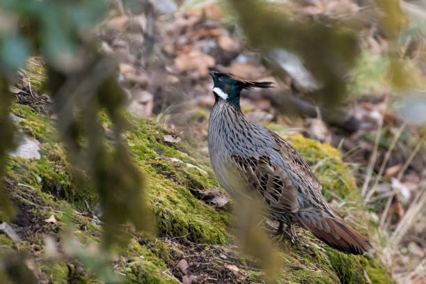 istock Bird in Kedarnath Wildlife Sanctuary, Uttarakhand, India 936773882