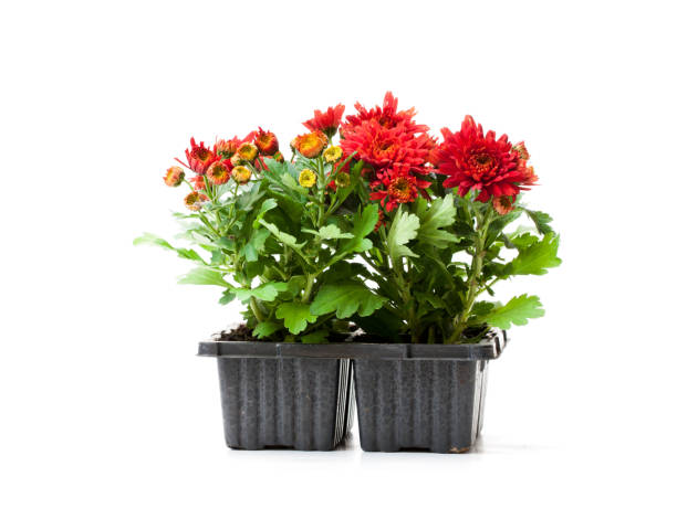 istock Colorful  Chrysanthemum flowers in small pots isolated on white 936776780