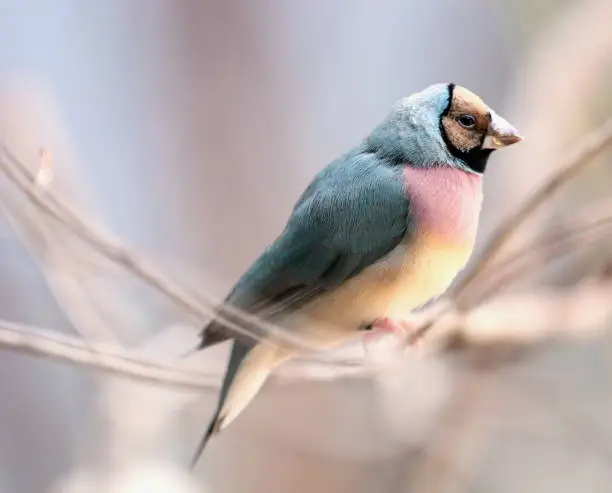 The Gouldian finch, also known as the Lady Gouldian Finch, Gould's finch or the rainbow finch, is a colorful passerine bird endemic to Australia.