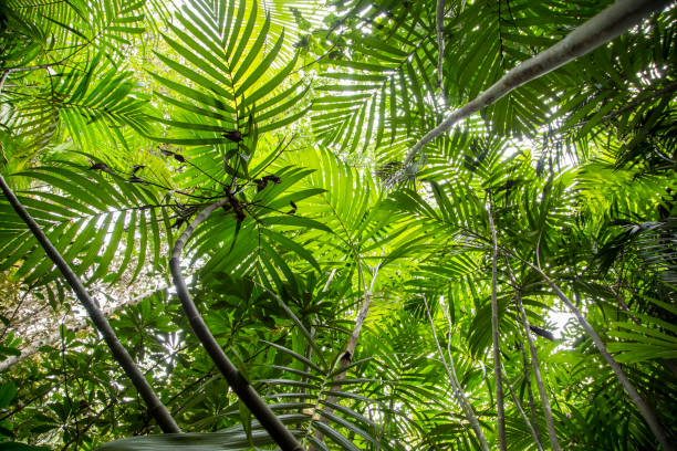istock Myristica swamp 936785582