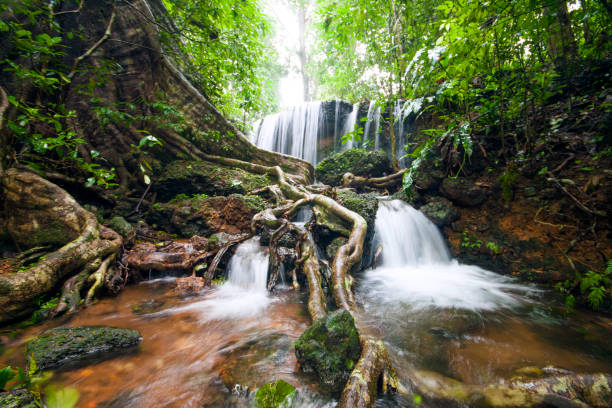 Waterfall in Rainforest of Agumbe Karnataka waterfall form a hill stream in wet evergreen rainforest of western ghats in agumbe, karnataka, India karnataka stock pictures, royalty-free photos & images