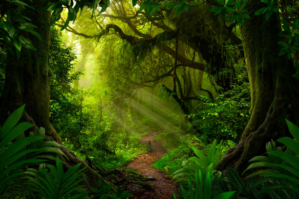 selva profunda asiática - bosque pluvial fotografías e imágenes de stock