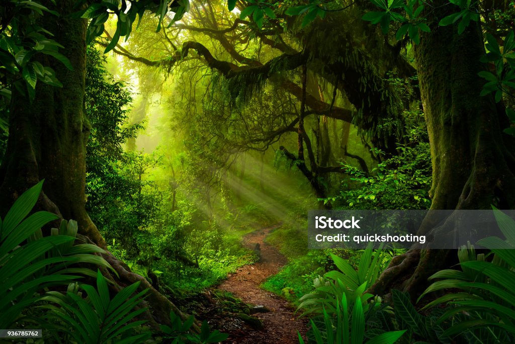 Asian deep jungle Rainforest Stock Photo