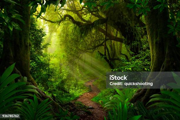 Asian Deep Jungle Stock Photo - Download Image Now - Rainforest, Forest, Tropical Rainforest