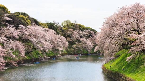istock Chidorigafuchi park during the spring season. 936786372