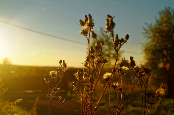 istock wild grass in the evening in summer 936789924