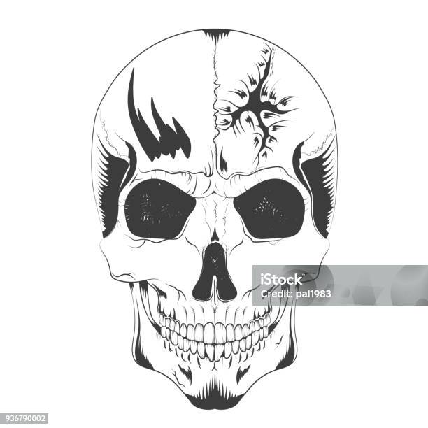 Vector Illustration Of A Skull Sketch With A Hole In The Head Tshirt Design Poster Ticket And Others Stock Illustration - Download Image Now